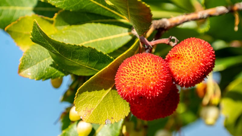 Cane Apple Hanging on the Stem of a Tree