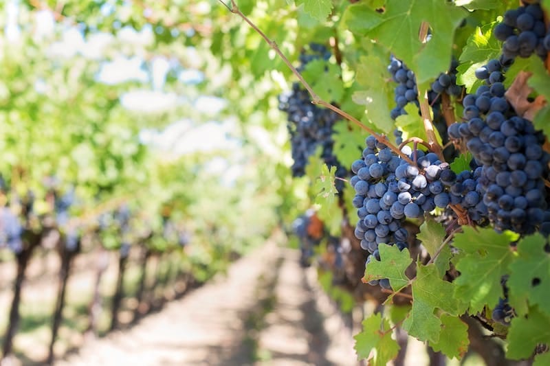 Close-up of ripe grapes on vineyard vines ready for harvest under bright sunlight.
