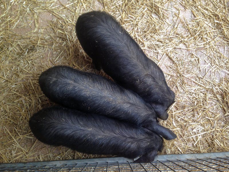 Top view of three black pigs in a rural pen covered with straw, showcasing livestock in Spain.